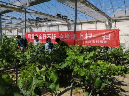 樂陵市食用農產品合格證正式上線，守護舌尖上的安全新篇章